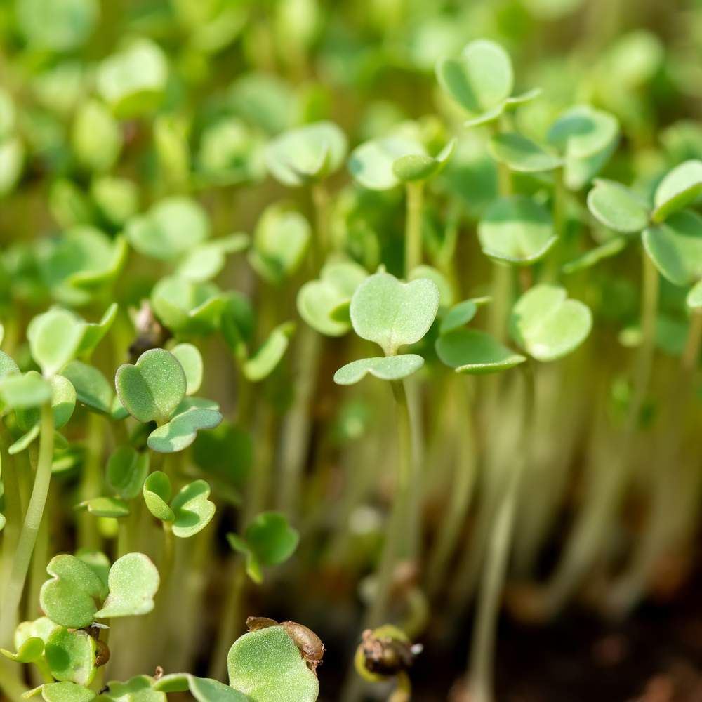 Tatsoi Microgreens
