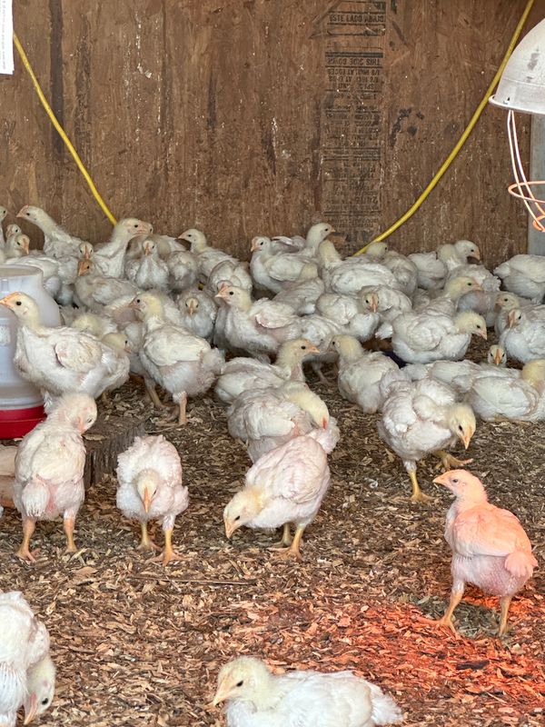 Broilers (Pastured) 3.6 to4.5lbs