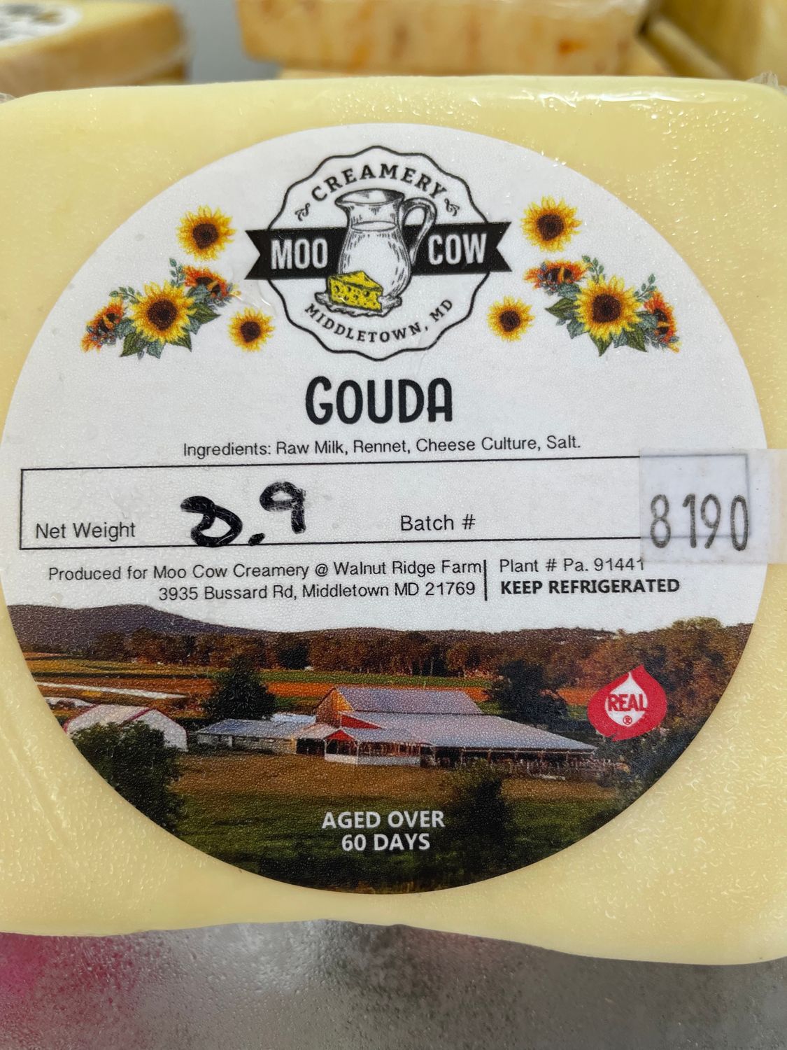 Gouda