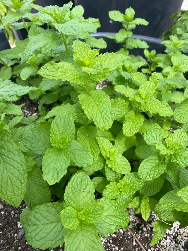 Mint-per container