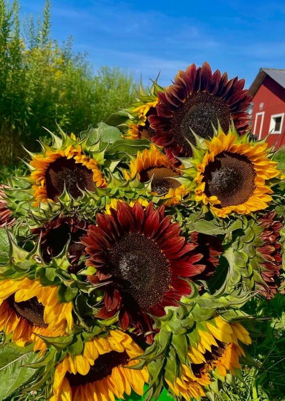 Sunflowers Per Stem