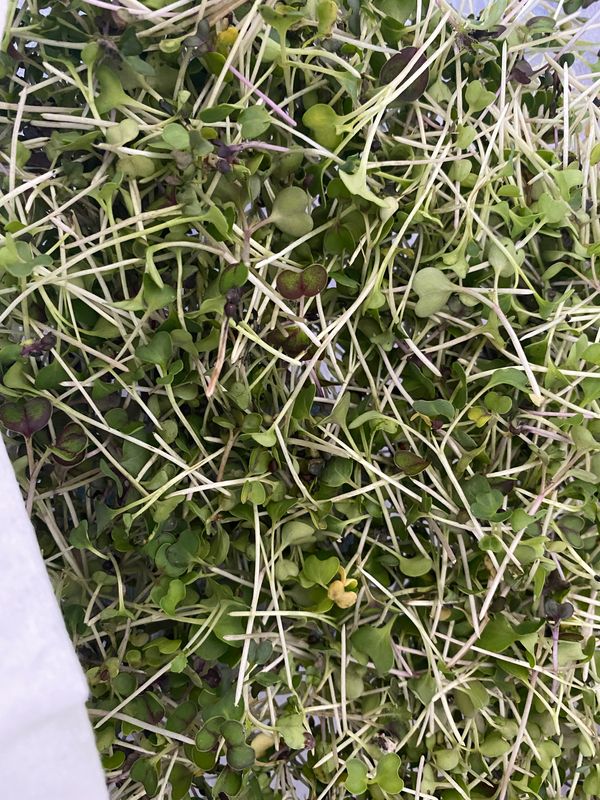 Kalefetti Microgreens