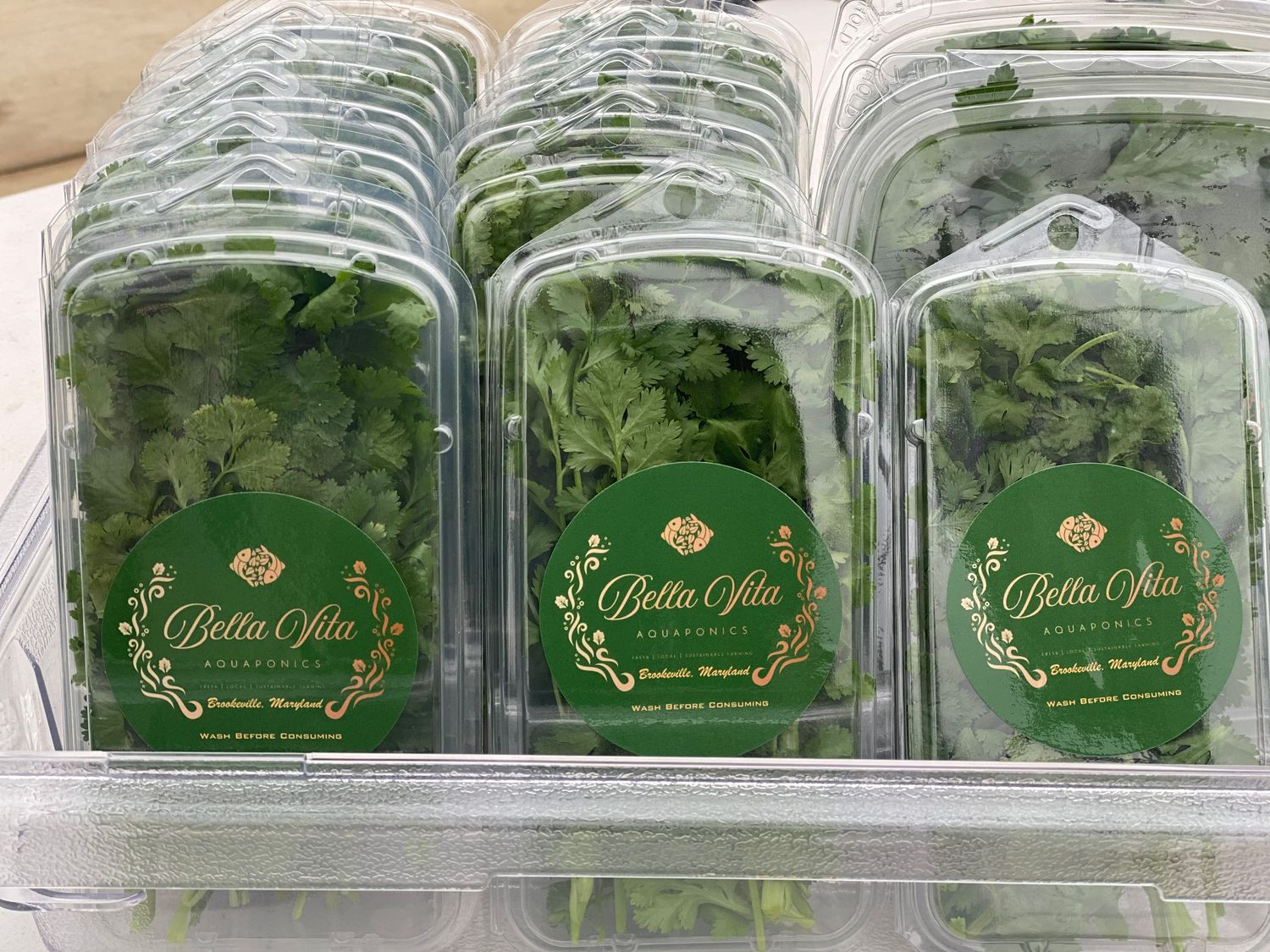 Cilantro--Herb Pack