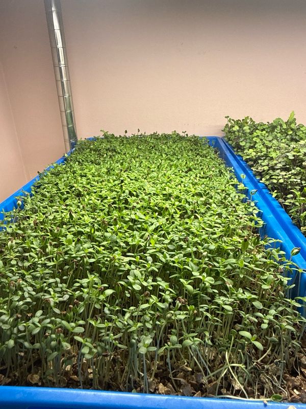 Shungiku microgreens Shungiku microgreens