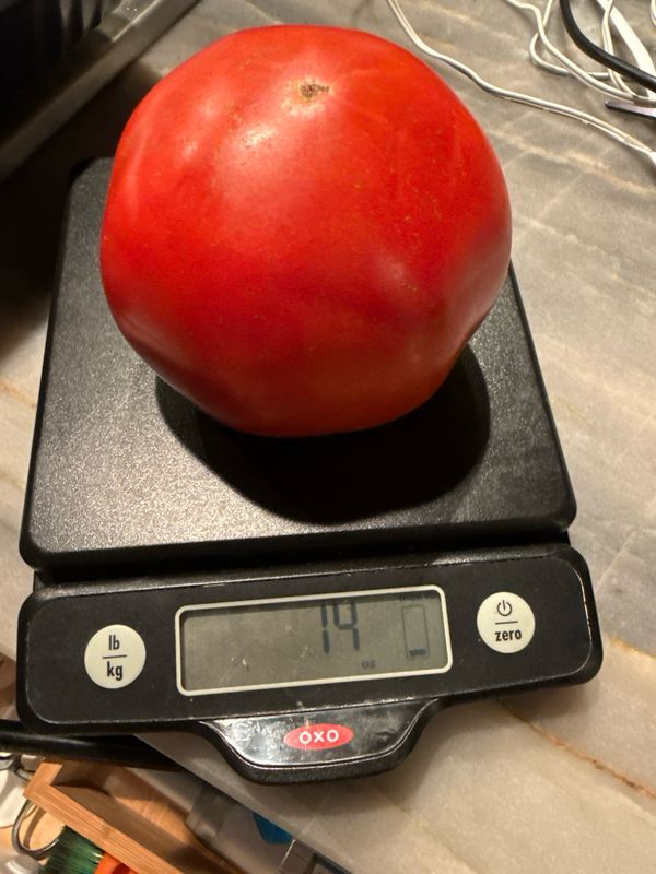 Beefsteak Tomatoes