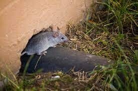 Rodent Control
