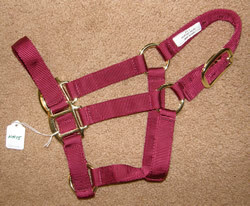 QS Burgundy Colt Halter