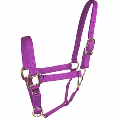 QS Purple Colt Halter