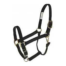 Burgundy QS Yearling Halter