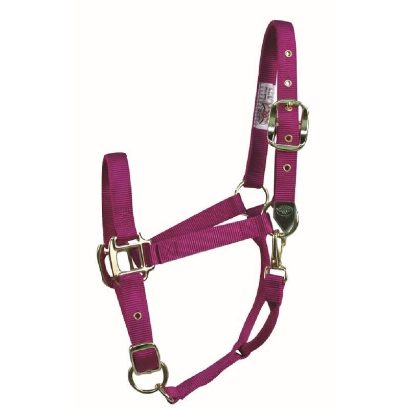 Roseberry QS Yearling Halter