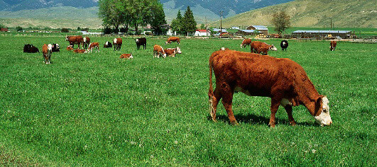TT Beef Cattle Pasture Grass Seed, (endophyte free) 50Lb