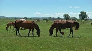 TT Winner&#39;s Circle Horse Pasture Mix Grass Seed, 25Lb
