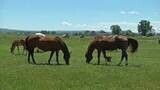 TT Horse Pasture Mix, 35%KY Blgrss, 35% Persist Orchard Grass, 20% Cajun II Fescue, 10% Green Gold Perennial Ryegrass