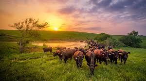 Cattle Supplies