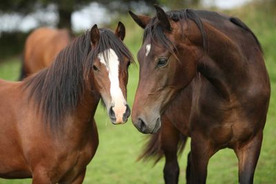 Equine Supplies