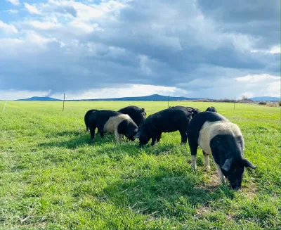 Hog Supplies