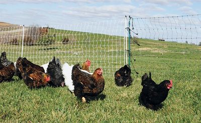 Poultry Supplies