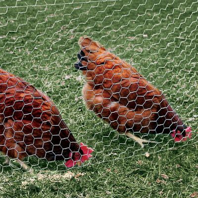 Poultry Netting