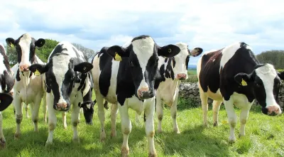 Dairy Cattle Supplies