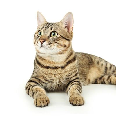 Cat Supplies