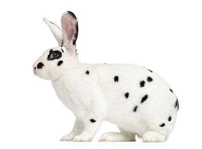 Rabbit Supplies