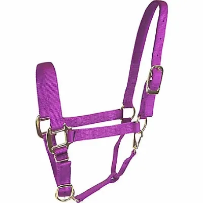 Valhoma QS Roseberry Colt Halter