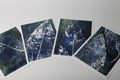 Set 4 wet cyanotype kaarten Rumex