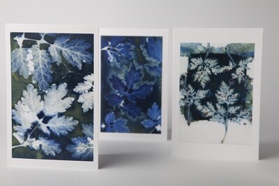 Set 3 wet cyanotype kaarten Geranium