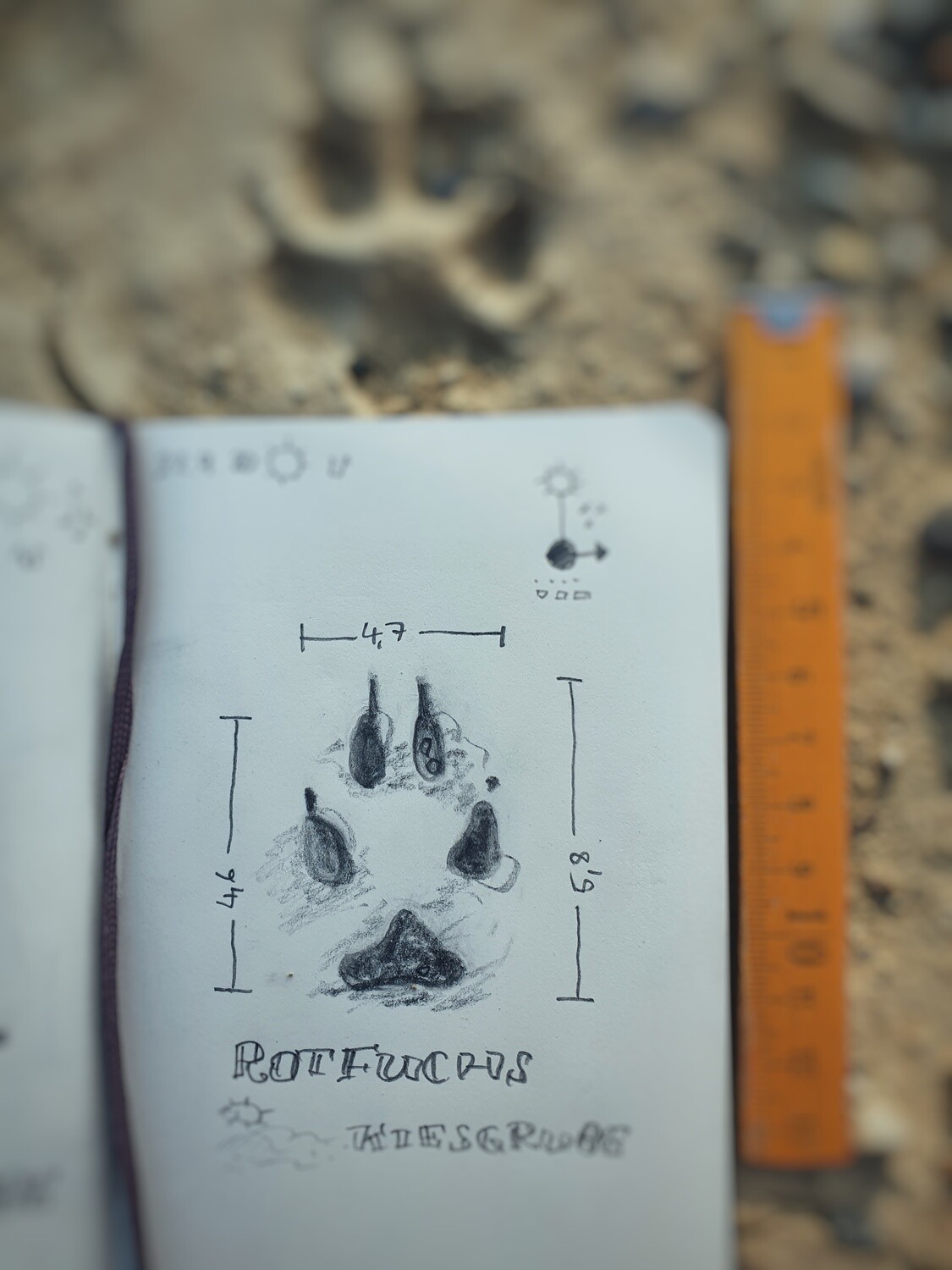 E-Book Zeichnen für Fährtenleser
