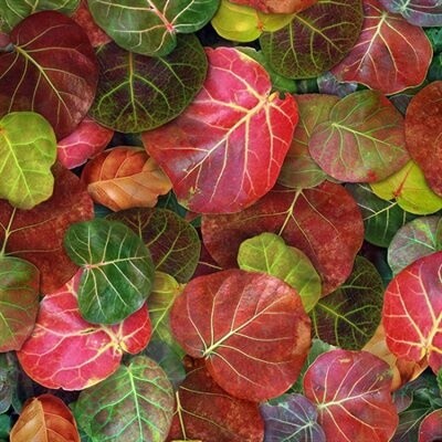 Leaf Me Be II - Digital Hoffman