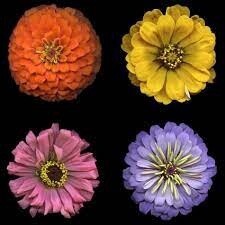 Flower Power - Panel