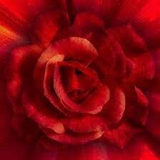 Dream Big Rose - Red Panel 45 x 45