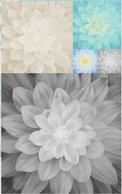 Kablooms Digital Print - Onyx