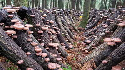 Mushroom Cultivation
