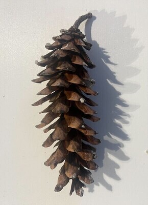 Other Forest Products