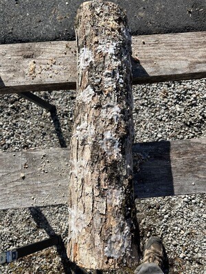 Shiitake-Inoculated Oak Log (Medium)