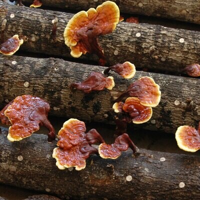 Reishi