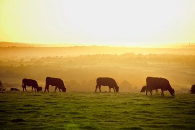Grass Fed Beef