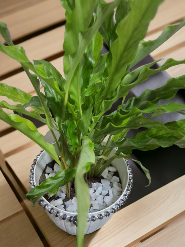 Indoor plant