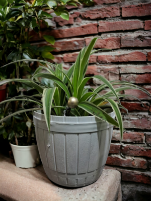 Spider plant