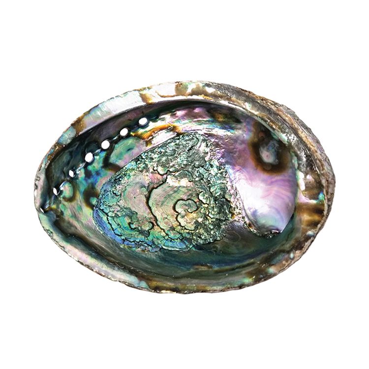 6&quot; Large Abalone Shell Ash Tray