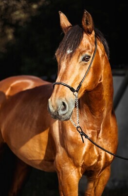 Equine