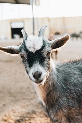 Goat