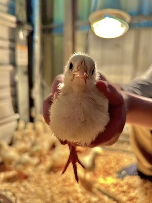 Poultry