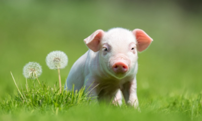 Pork