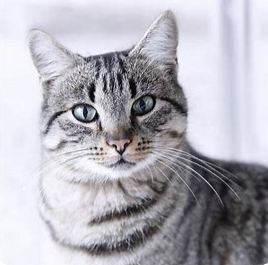Feline