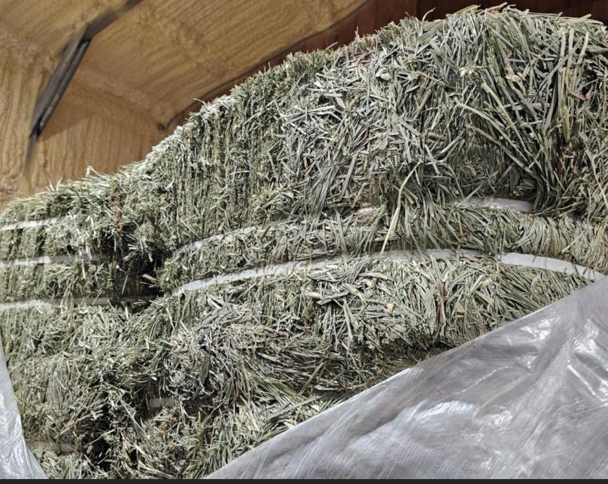Orchard Grass Hay