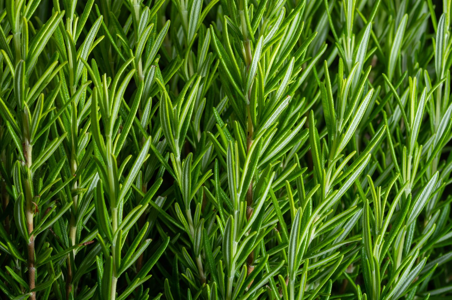 Garden Fresh Rosemary Infused Olive Oil