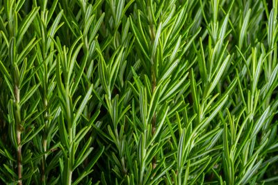 Garden Fresh Rosemary Infused Olive Oil