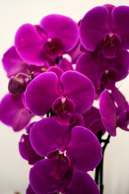 Orchidee BIGI